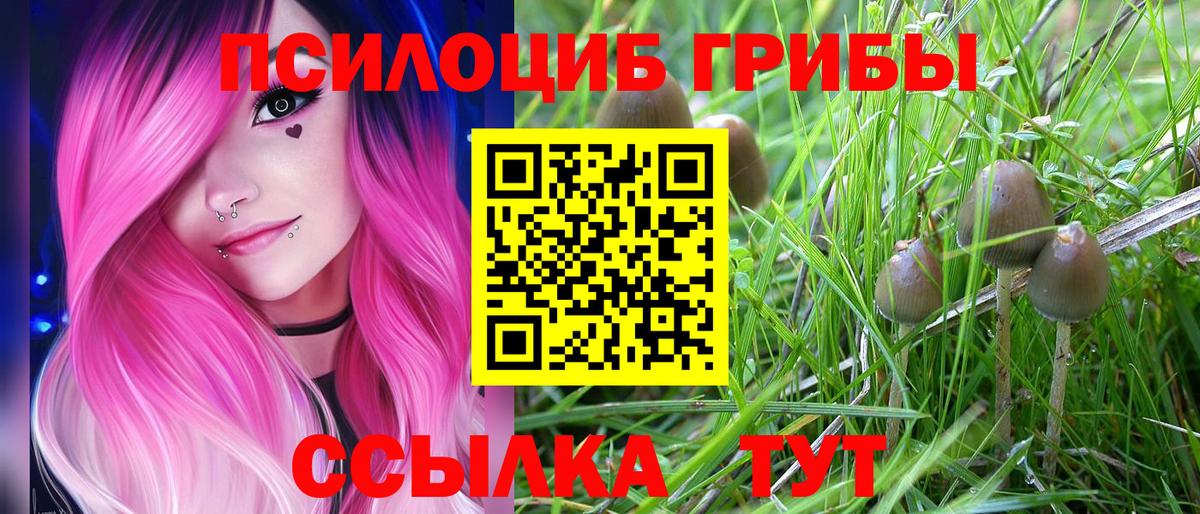 Галлюциногенные грибы Psilocybe Истра